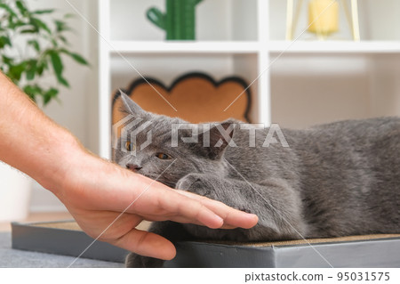 A grey cat is playing with a man's hand. The cat A grey cat is playing with a man's hand. The cat 95031575