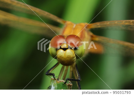 Face close-up of Miyama Akane 95031793