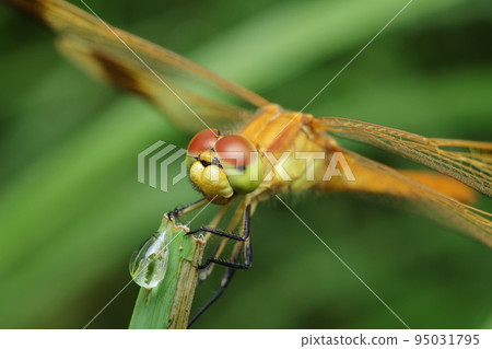 Miyama Macane 95031795