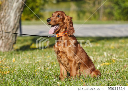 young brown Irish setter puppy on a green lawn young brown Irish setter puppy on a green lawn 95031814