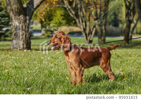 young brown Irish setter puppy on a green lawn young brown Irish setter puppy on a green lawn 95031815