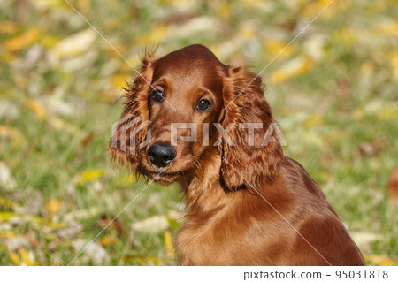 young brown Irish setter puppy on a green lawn young brown Irish setter puppy on a green lawn 95031818