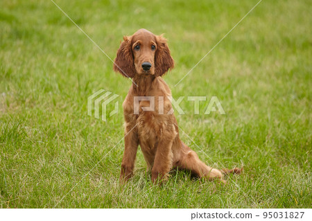 young brown Irish setter puppy on a green lawn young brown Irish setter puppy on a green lawn 95031827