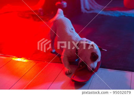 Halloween celebration concept. Funny dog gnaws slippers under gloomy light Halloween celebration concept. Funny dog gnaws slippers under gloomy light 95032079