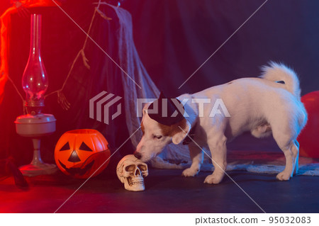 Halloween celebration concept. Funny dog and halloween artificial skull Halloween celebration concept. Funny dog and halloween artificial skull 95032083