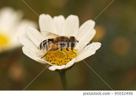 Closeup on a European drone fly, Eristalis arbustorum, sitting on a green leaf Closeup on a European drone fly, Eristalis arbustorum, sitting on a green leaf 95032498