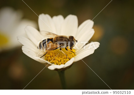 Closeup on a European drone fly, Eristalis arbustorum, sitting on a green leaf Closeup on a European drone fly, Eristalis arbustorum, sitting on a green leaf 95032510