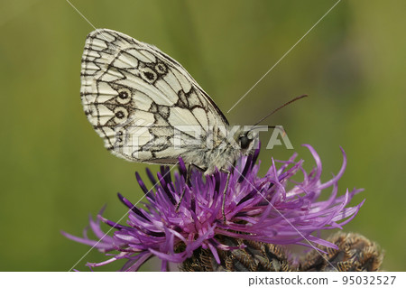 Closeup on the marbled white butterfly, Melanargia galathea on a purple Knapweed flower Closeup on the marbled white butterfly, Melanargia galathea on a purple Knapweed flower 95032527
