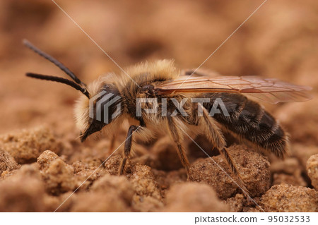 Closeup on a hairy brown male chocolate mining bee, Andrena scotica Closeup on a hairy brown male chocolate mining bee, Andrena scotica 95032533