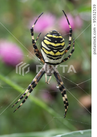 Vertical closeup on a colorful yellow striped Wasp mimicking spider, Argiope bruennichi in it's web 95032539