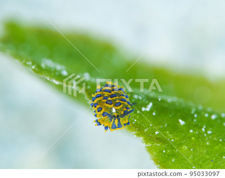 Nudibranch Nudibranch 95033097