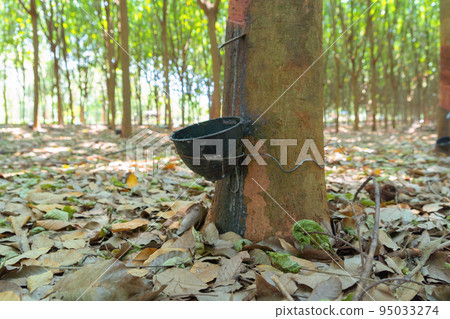 Tree tunnel in rubber plantation, Thailand. Way through garden park in summer season. Nature landscape background Tree tunnel in rubber plantation, Thailand. Way through garden park in summer season. Nature landscape background 95033274