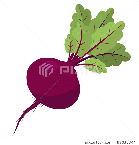 Fresh Beetroot Vegetable with Green Leaves on White Background 95033344