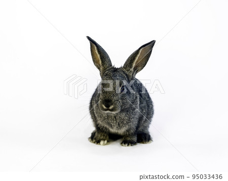 The full body of a black rabbit standing diagonally in front of a white background. With property release. 95033436