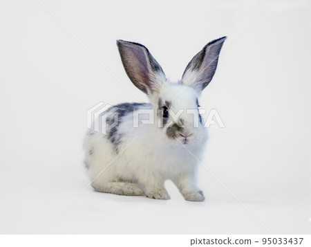 The whole body of a white rabbit standing diagonally in front of a white background. With property release. 95033437