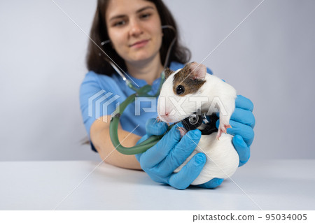 The veterinarian examines the heart and lungs of a guinea pig with a stethoscope. The veterinarian examines the heart and lungs of a guinea pig with a stethoscope. 95034005