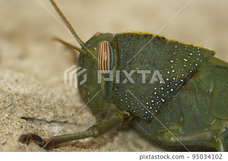 Facial closeup on a green nymph of the Egyptrian migrating locust grasshopper , Anacridium aegyptium with it's typical striped eye Facial closeup on a green nymph of the Egyptrian migrating locust grasshopper , Anacridium aegyptium with it's typical striped eye 95034102