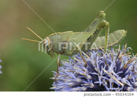 Closeup on a green nymph of the Egyptrian migrating locust grasshopper , Anacridium aegyptium with it's typical striped eye Closeup on a green nymph of the Egyptrian migrating locust grasshopper , Anacridium aegyptium with it's typical striped eye 95034104