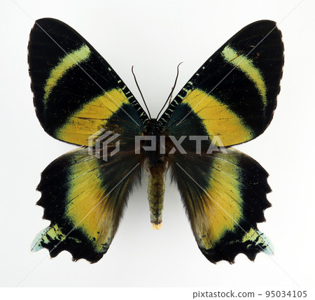 Beautiful butterfly isolated on white. Alcides metaurus macro close up, urania, collection butterflies, lepidoptera 95034105