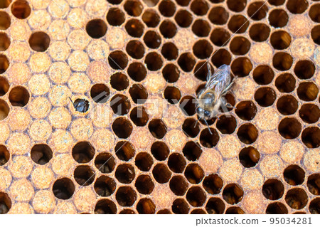 Bee brood on honeycombs. Hatching young bees, pupae, larvae, bee eggs. Bee brood on honeycombs. Hatching young bees, pupae, larvae, bee eggs. 95034281