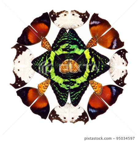 Design art work from real butterflies wings, nature background, red green white texture element, Ornamental Decorative, Kaleidoscope Design art work from real butterflies wings, nature background, red green white texture element, Ornamental Decorative, Kaleidoscope 95034597