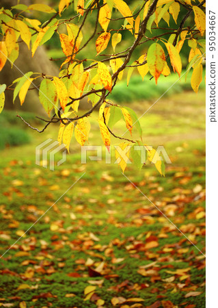 秋天公園里山毛櫸樹葉變黃 秋天公園里山毛櫸樹葉變黃 95034667