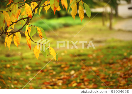 秋天公園里山毛櫸樹葉變黃 95034668