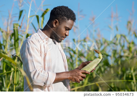 African American agriculturist thoroughly examines corncob African American agriculturist thoroughly examines corncob 95034673