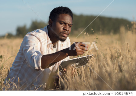 African American agronomist examines ears of wheat on field African American agronomist examines ears of wheat on field 95034674