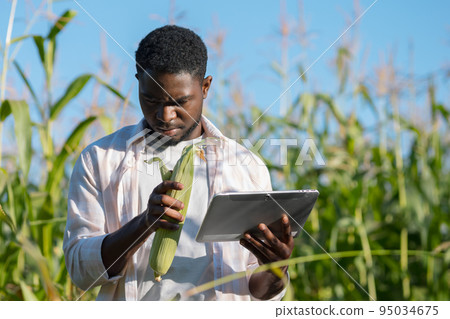 Bearded man examines corn cob looking for data on tablet 95034675