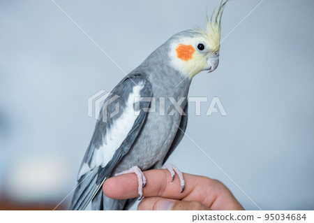 Red clearance cheeked parakeet