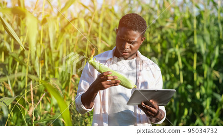 Bearded man examines corn cob looking for data on tablet Bearded man examines corn cob looking for data on tablet 95034732