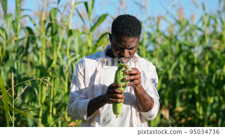 African American agriculturist thoroughly examines corncob African American agriculturist thoroughly examines corncob 95034736