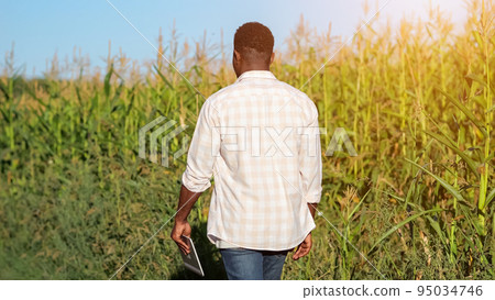 African American man walks past corn looking at plantation African American man walks past corn looking at plantation 95034746