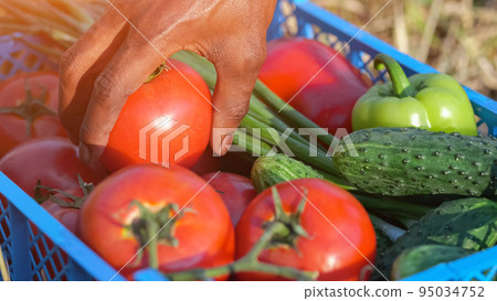 Black man hand gathers vegetables on countryside field Black man hand gathers vegetables on countryside field 95034752