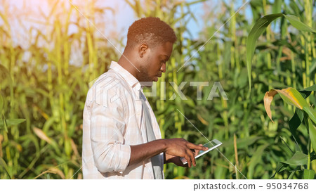 African American man enters information about corn harvest African American man enters information about corn harvest 95034768