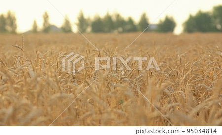 Ripe wheat field growing and giving good harvest against sky Ripe wheat field growing and giving good harvest against sky 95034814