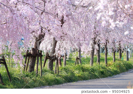 Cherry blossom trees in the park, weeping cherry blossom festival (Higashitaniyama Fruit Park, Moriyama Ward, Nagoya City, Aichi Prefecture) 95034925