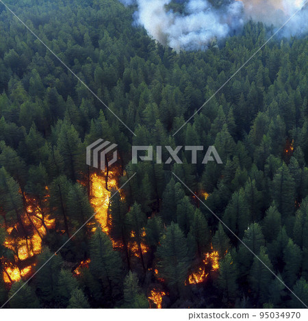 Wildfire Spreading and Smoke Coming out of a Pine Forest Wildfire Spreading and Smoke Coming out of a Pine Forest 95034970