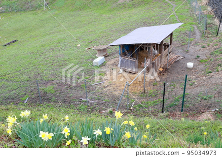 山羊小屋和水仙(長野縣上野地區小川村) 山羊小屋和水仙(長野縣上野地區小川村) 95034973