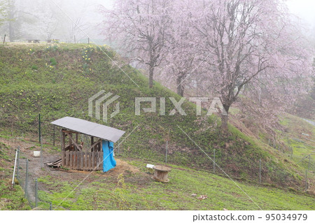 山羊小屋和野櫻花,水仙(長野縣上野地區小川村) 山羊小屋和野櫻花,水仙(長野縣上野地區小川村) 95034979