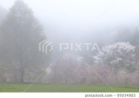 Mountain cherry blossoms in the haze (Nagano prefecture, Ogawa village, Bansho cherry blossom area) Mountain cherry blossoms in the haze (Nagano prefecture, Ogawa village, Bansho cherry blossom area) 95034983