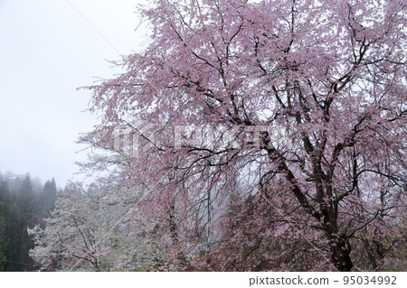 Weeping cherry blossoms blooming in Satoyama (Bansho no Sakura, Ogawa Village, Nagano Prefecture) Weeping cherry blossoms blooming in Satoyama (Bansho no Sakura, Ogawa Village, Nagano Prefecture) 95034992