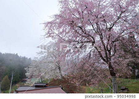 里山盛開的垂枝櫻花（長野縣小川村番所之櫻） 95034998