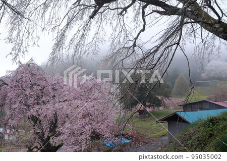 Weeping cherry blossoms blooming in Satoyama (Bansho no Sakura, Ogawa Village, Nagano Prefecture) Weeping cherry blossoms blooming in Satoyama (Bansho no Sakura, Ogawa Village, Nagano Prefecture) 95035002