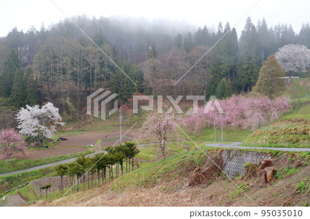 Mountain cherry blossoms in the haze (Nagano prefecture, Ogawa village, Bansho cherry blossom area) Mountain cherry blossoms in the haze (Nagano prefecture, Ogawa village, Bansho cherry blossom area) 95035010