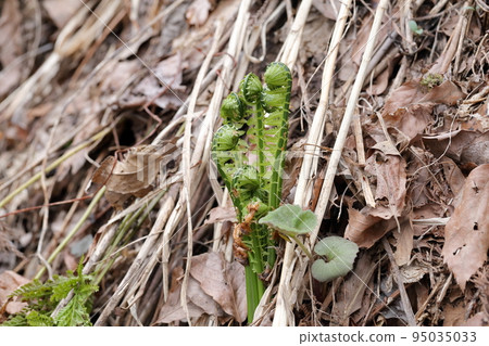 在田野中野生生長的螺旋形可食用野生植物（Kogomi、Kusasotetsu） 95035033