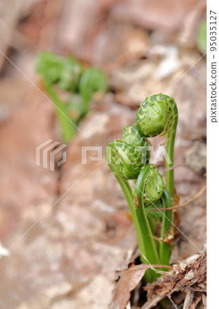 Spiral-shaped edible wild plants (Kogomi, Kusasotetsu) that grow wild in the fields Spiral-shaped edible wild plants (Kogomi, Kusasotetsu) that grow wild in the fields 95035127