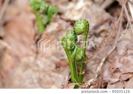 Spiral-shaped edible wild plants (Kogomi, Kusasotetsu) that grow wild in the fields Spiral-shaped edible wild plants (Kogomi, Kusasotetsu) that grow wild in the fields 95035128