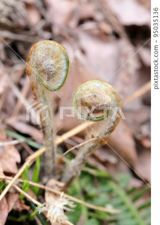 長滿毛髮的野生植物（蕨類植物、玫瑰） 95035136